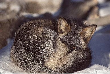 《巫师3》次世代版与原版对比截图 画面提升很惊人